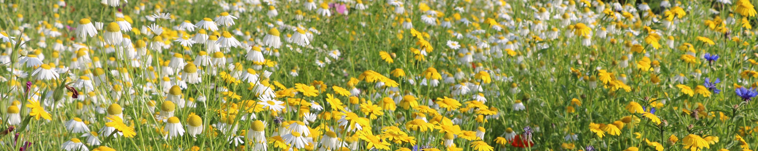 bloemen insecten