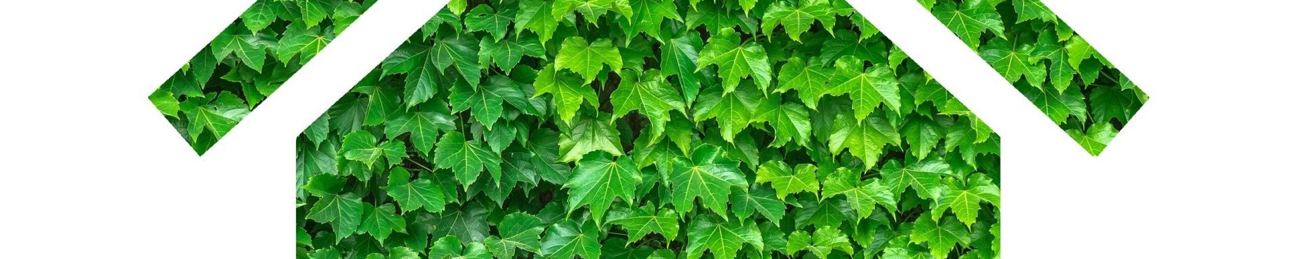 huis met groene bladeren