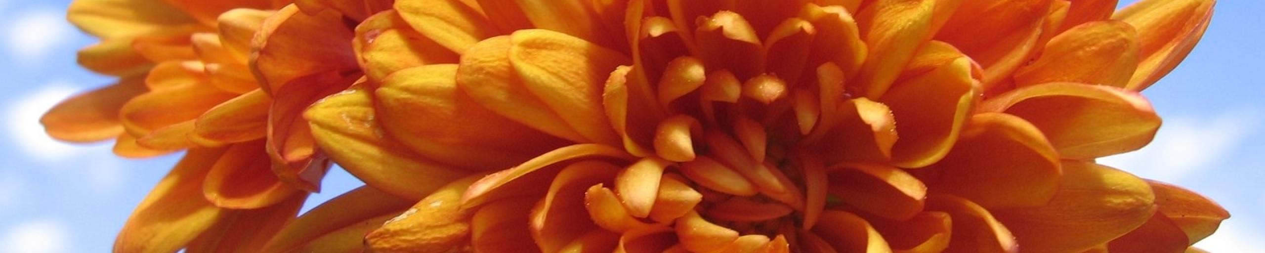 oranje bloem