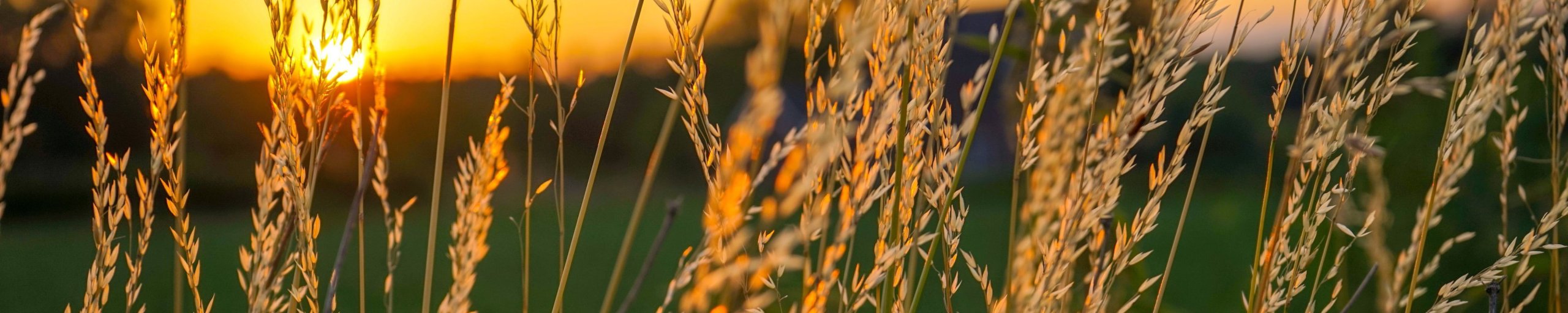 ondergaande zon bij veld
